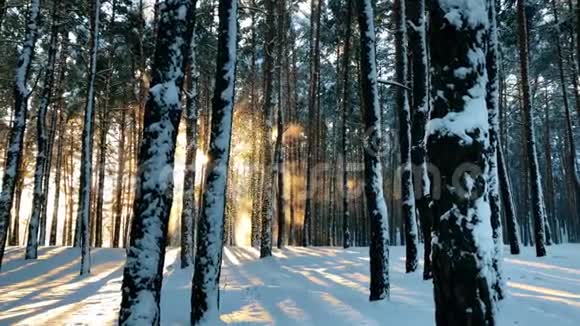 日落时宁静的冬季自然景观视频的预览图