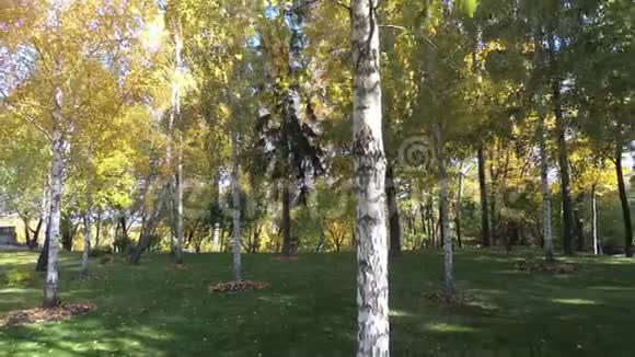 桦树林树干带叶大风天气秋天阳光明媚的景色视频的预览图