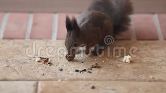 毛茸茸的松鼠在地板上发现了核桃视频的预览图