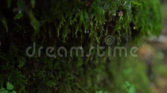 水滴顺着生长在岩石一侧的苔藓流下来绿苔与水滴视频的预览图