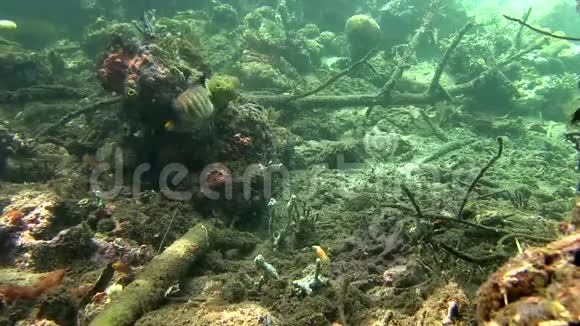 拉贾安帕特的皇家天使鱼卵黄藻和长爪松鼠鱼视频的预览图