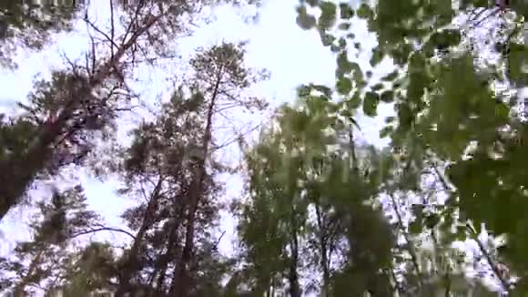 天空在云层中你可以透过森林树的顶端看到视频的预览图