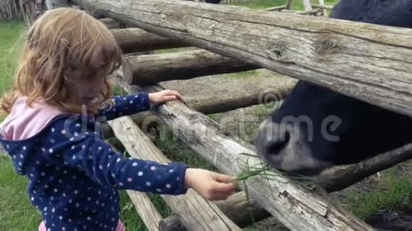 小女孩用鲜草喂养一头牛视频的预览图