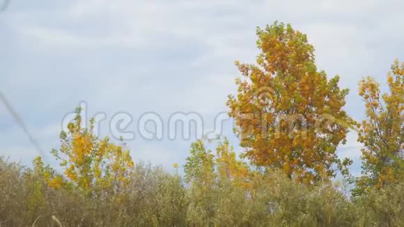 一棵小湖岸上有黄秋叶的树视频的预览图