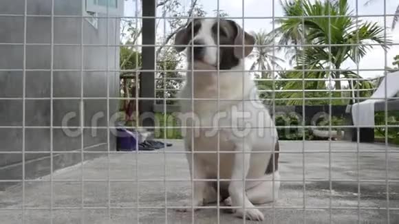 可怜的可爱的狗被锁在避难所笼子里高清视频的预览图