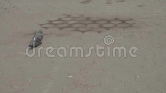 鸽子跑着女孩扔着面包视频的预览图