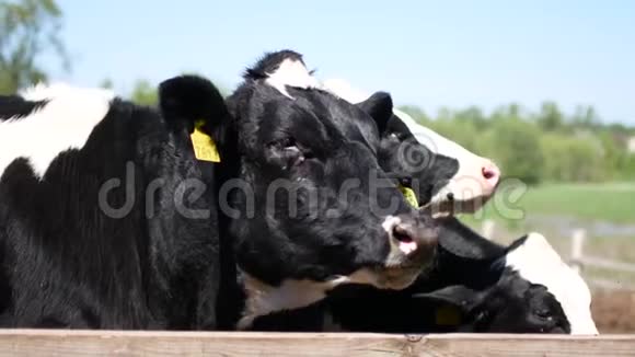 带耳标的奶牛正在看着摄像机苍蝇在他们的眼睛周围飞行视频的预览图