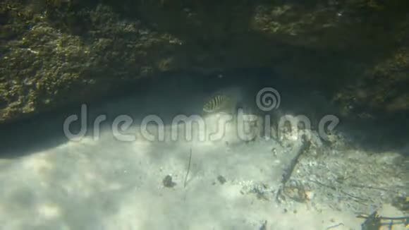 一条鱼从岩层中出来视频的预览图