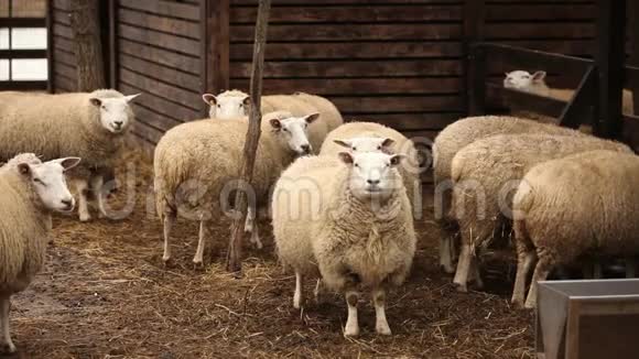 羊看镜头农场外景特写羊在农场视频的预览图