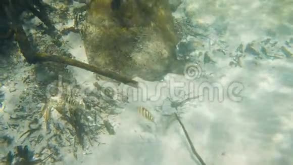 两条鱼在死的红树林根附近游动视频的预览图