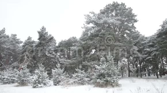 林中初雪松树覆雪视频的预览图