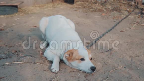 有趣的狗摇尾巴悲伤的狗坐在地上的链子上摇着尾巴那条狗在守卫房子视频的预览图