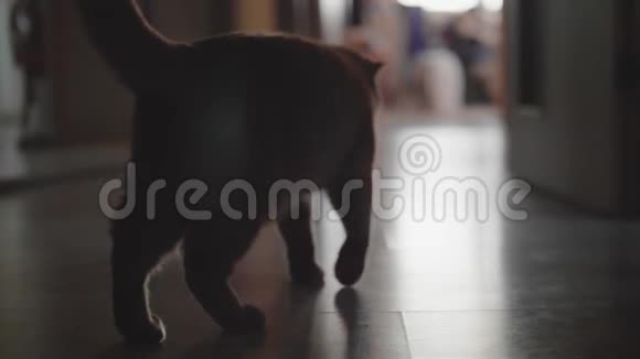 英国红猫从镜头前走开离焦视图视频的预览图