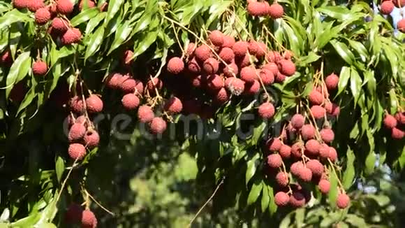 农场风吹流枝荔枝热带果实视频的预览图