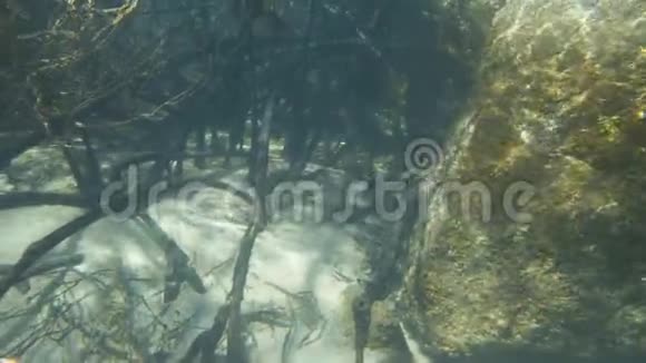 一个人在水下靠近红树林视频的预览图