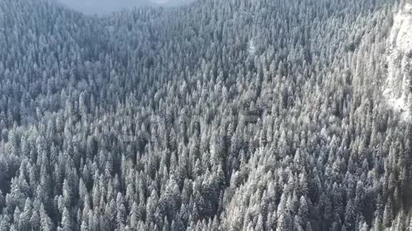 冻树和积雪覆盖着常绿森林视频的预览图
