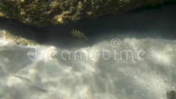 两条有图案的鱼在岩层下游动视频的预览图