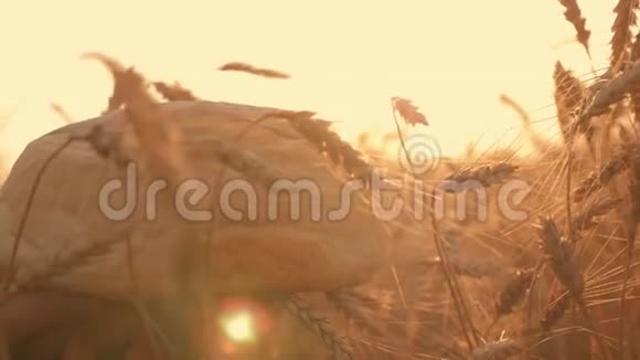 日落时分在麦田的背景下用白色热面包特写女性的手小麦穗状花序视频的预览图