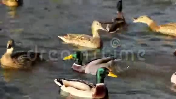 伊西水里的鸭子视频的预览图