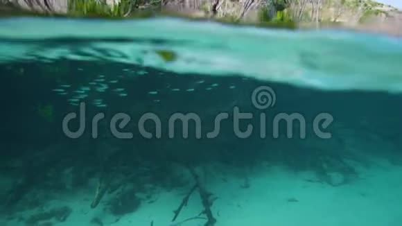 红树林和水下的小鱼视频的预览图
