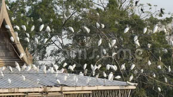 许多白鸥坐在日式建筑的屋顶上海鸥坐在电线上屋顶上树上视频的预览图