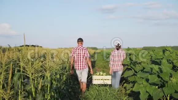 两个农民把玉米放在木箱里视频的预览图