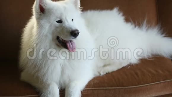白色快乐纯种狗躺在家里沙发上视频的预览图
