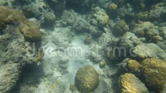 海底美丽的珊瑚礁视频的预览图