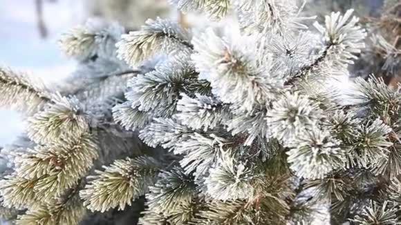 松枝在冬季公园的雪下特写视频圣诞节的气氛冬季冰雪公园到处都是白色视频的预览图