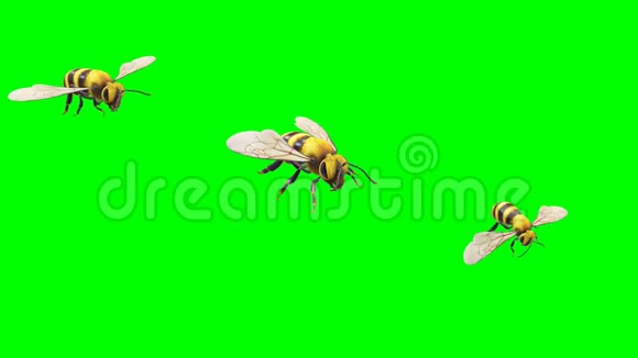 飞蜂绿屏背景视频的预览图