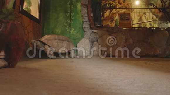 巨龟沿着墙移动视频的预览图
