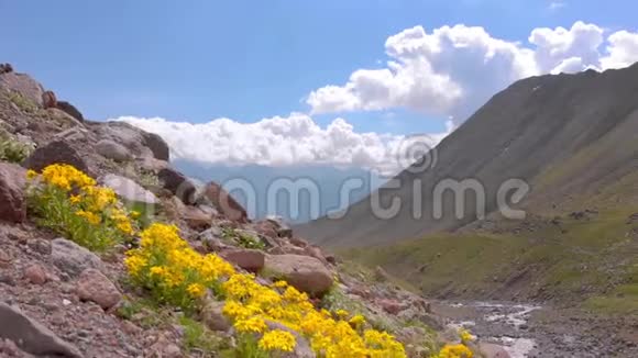 格鲁吉亚高加索山脉美丽的黄花视频的预览图