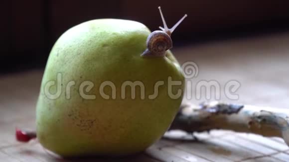 蜗牛爬过树干和绿梨可爱的动物电影背景视频的预览图