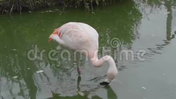 粉红色火烈鸟过滤水的藻类视频的预览图