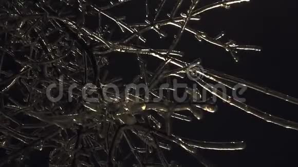 初冬冰封的树枝视频的预览图