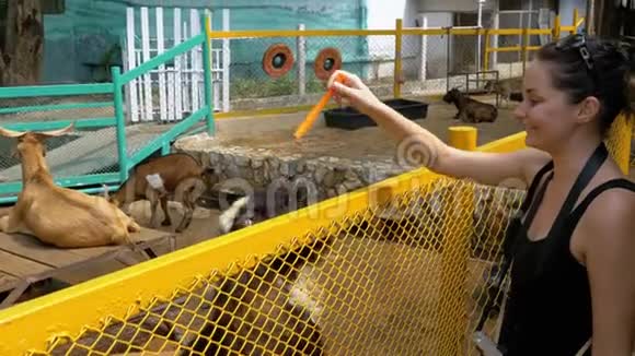 在高河露天动物园女人用钢笔喂山羊泰国视频的预览图
