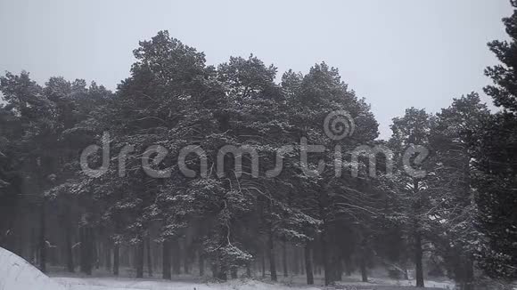 美丽的雪松冬天的雪暴在松林云杉枝在雪摇大风冬天的雪视频的预览图