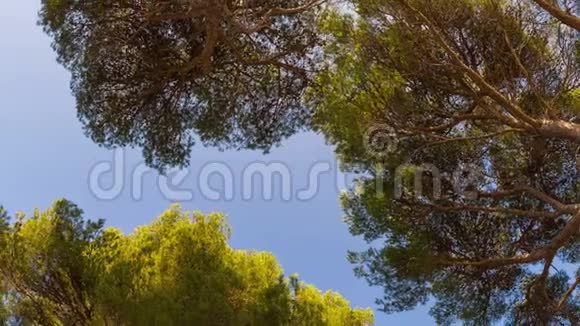 海上松树林和晴朗的天空从下面旋转的景色视频的预览图