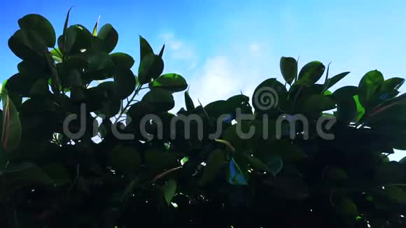 蓝蓝的天空绿油油的叶子视频的预览图