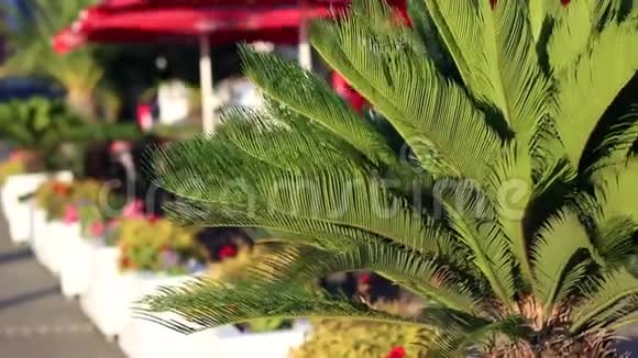 咖啡馆附近的一棵小灌木视频的预览图
