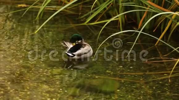 池塘里的野鸭公园里有野鸭的池塘湖水里的野鸭鸭子特写镜头视频的预览图