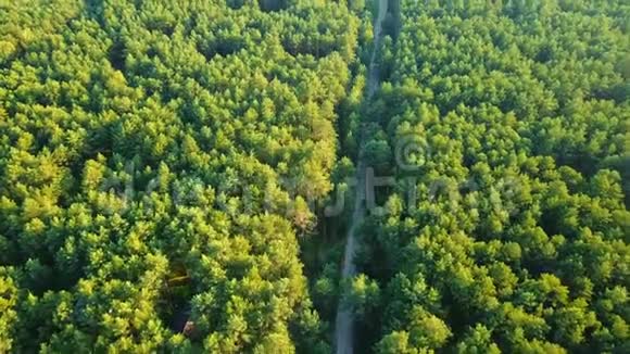 绿色树林里的乡村道路视频的预览图