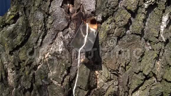 收集白桦树树树液早春慢动作视频视频的预览图