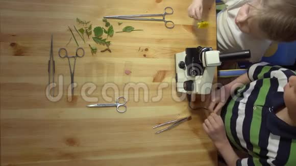 孩子们在木制桌子上的显微镜下研究植物从上面拍摄视频的预览图