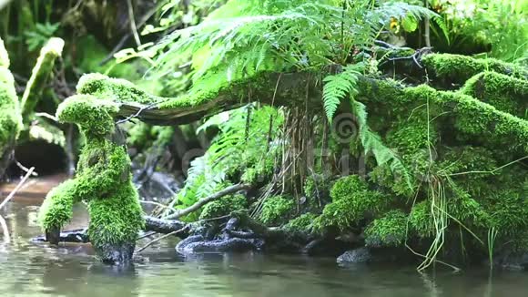 水中的根视频的预览图