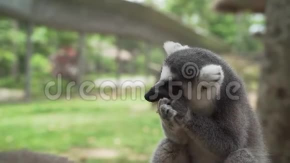 狐猴在动物园吃东西勒穆吃东西勒姆人吃东西有趣的狐猴吃食物视频的预览图