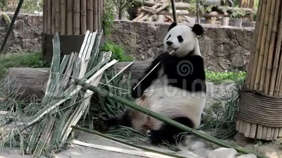 中国大熊猫的喂养时间视频的预览图