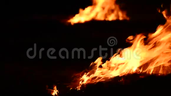 向黑暗的森林燃烧着火视频的预览图
