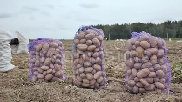 一袋袋的土豆站在田里农民收获土豆电影视频的预览图
