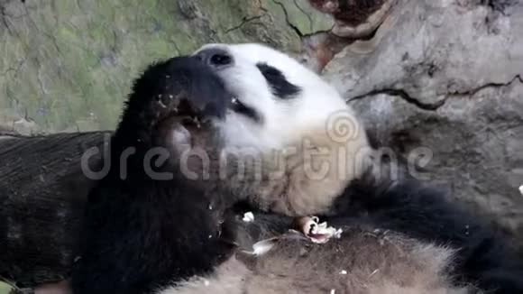 中国大熊猫的喂养时间视频的预览图